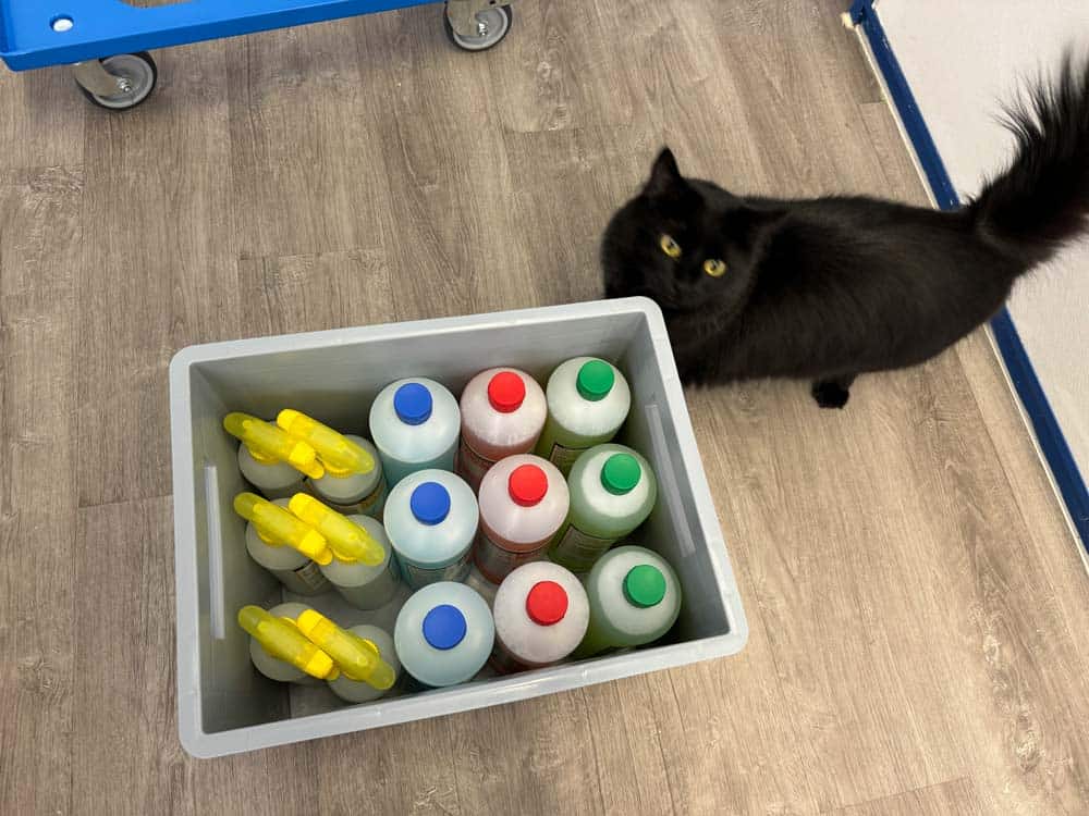 Schwarze Katze schaut neugierig zu Plastikflaschen in grauer Kiste auf Holzfußboden.